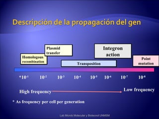 Plasmid                                Integron
                     transfer
     Homologous
                                                             action
                                                                              Point
     recombination
                                         Transposition                       mutation


   *10-1       10-2        10-3       10-4         10-5      10-6    10-7    10-8

   High frequency                                                      Low frequency

* As frequency per cell per generation


                            Lab Microb Molecular y Biotecnol UNMSM
 