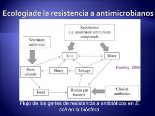 Hawkey, 2009.




Flujo de los genes de resistencia a antibióticos en E.
                 coli en la biósfera.
 