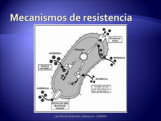 Lab Microb Molecular y Biotecnol - UNMSM
 