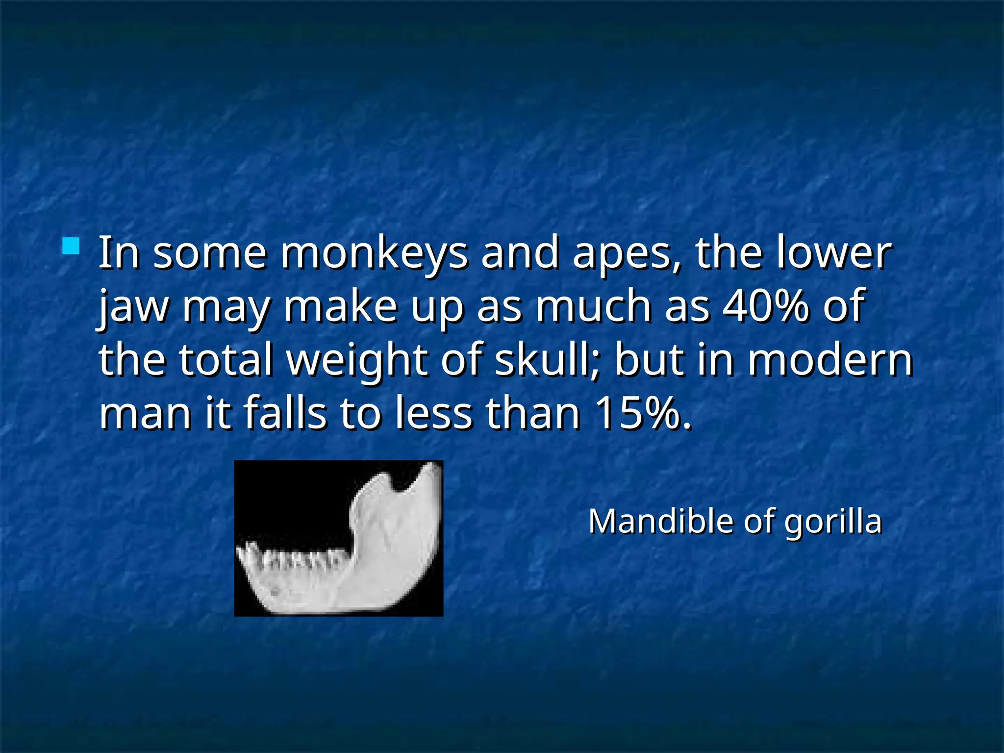  In some monkeys and apes, the lower
In some monkeys and apes, the lower
jaw may make up as much as 40% of
jaw may make up as much as 40% of
the total weight of skull; but in modern
the total weight of skull; but in modern
man it falls to less than 15%.
man it falls to less than 15%.
Mandible of gorilla
Mandible of gorilla
 