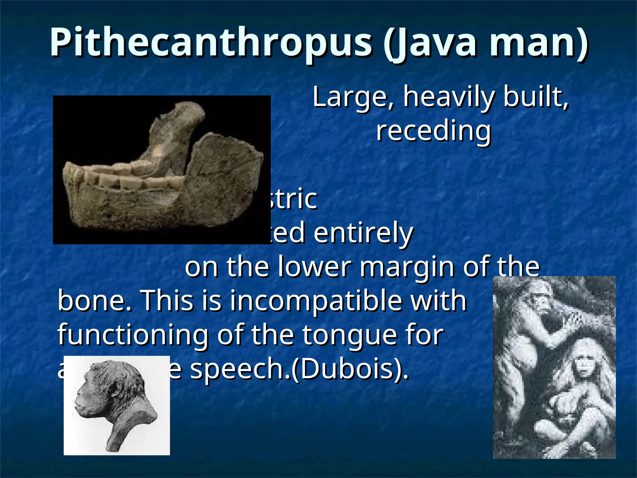Pithecanthropus (Java man)
Pithecanthropus (Java man)
Large, heavily built,
Large, heavily built,
receding
receding
symphysis- no
symphysis- no
chin, large digastric
chin, large digastric
fossa situated entirely
fossa situated entirely
on the lower margin of the
on the lower margin of the
bone. This is incompatible with
bone. This is incompatible with
functioning of the tongue for
functioning of the tongue for
articulate speech.(Dubois).
articulate speech.(Dubois).
 