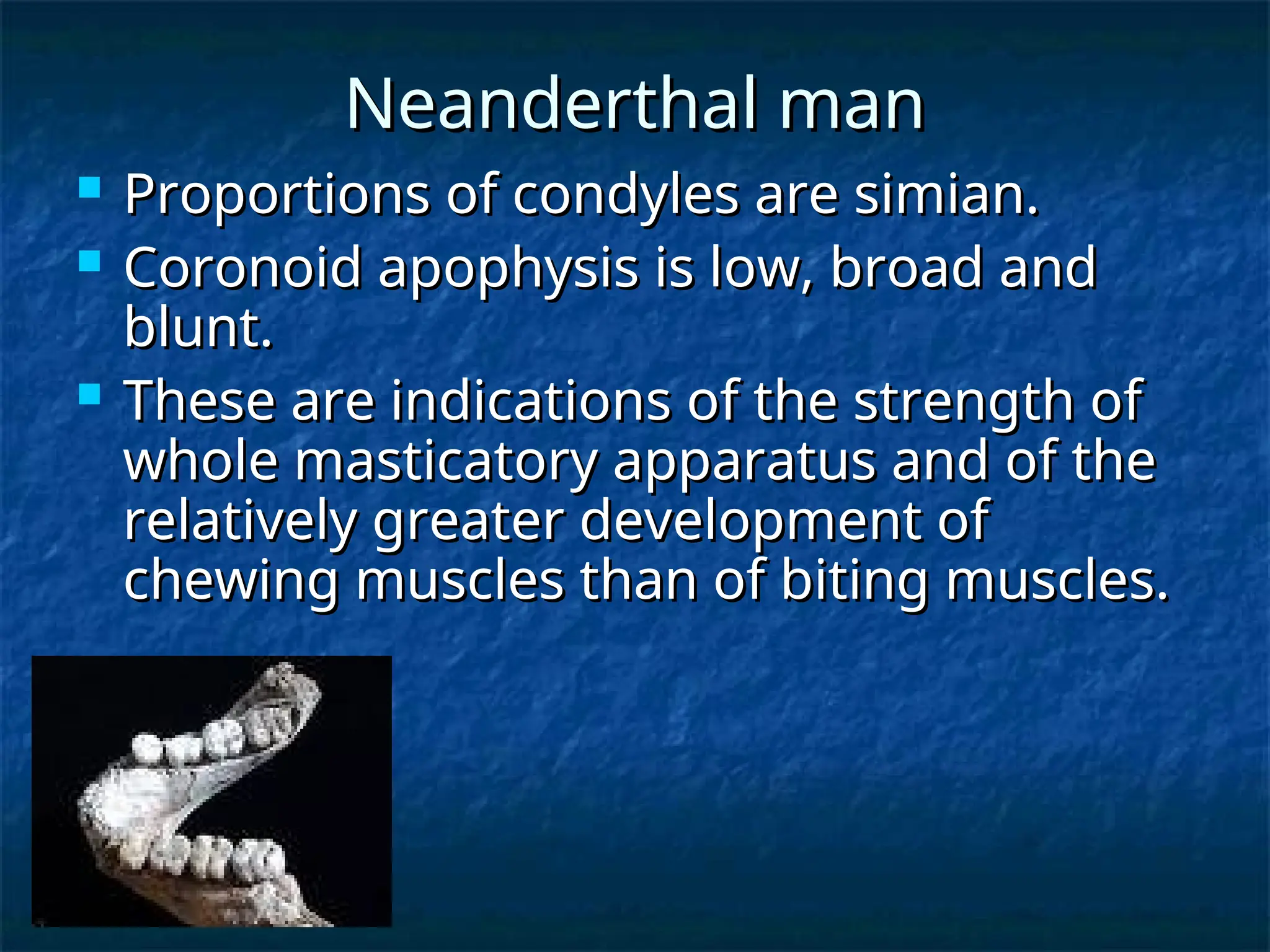 Neanderthal man
Neanderthal man
 Proportions of condyles are simian.
Proportions of condyles are simian.
 Coronoid apophysis is low, broad and
Coronoid apophysis is low, broad and
blunt.
blunt.
 These are indications of the strength of
These are indications of the strength of
whole masticatory apparatus and of the
whole masticatory apparatus and of the
relatively greater development of
relatively greater development of
chewing muscles than of biting muscles.
chewing muscles than of biting muscles.
 