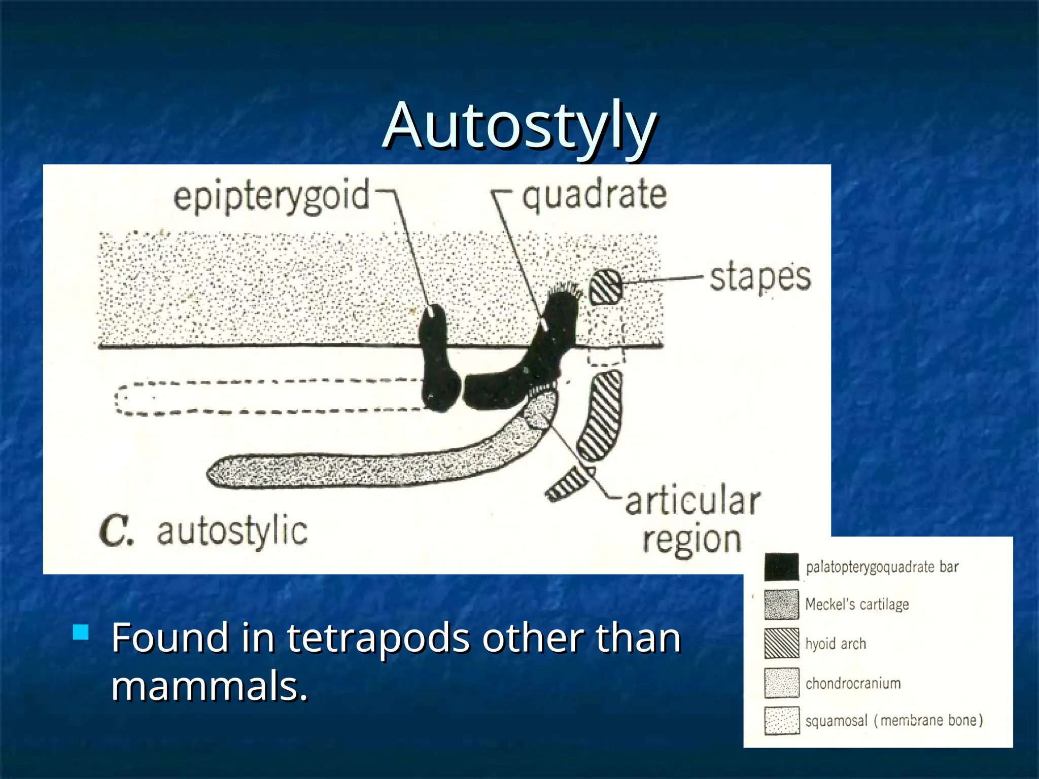 Autostyly
Autostyly
 Found in tetrapods other than
Found in tetrapods other than
mammals.
mammals.
 