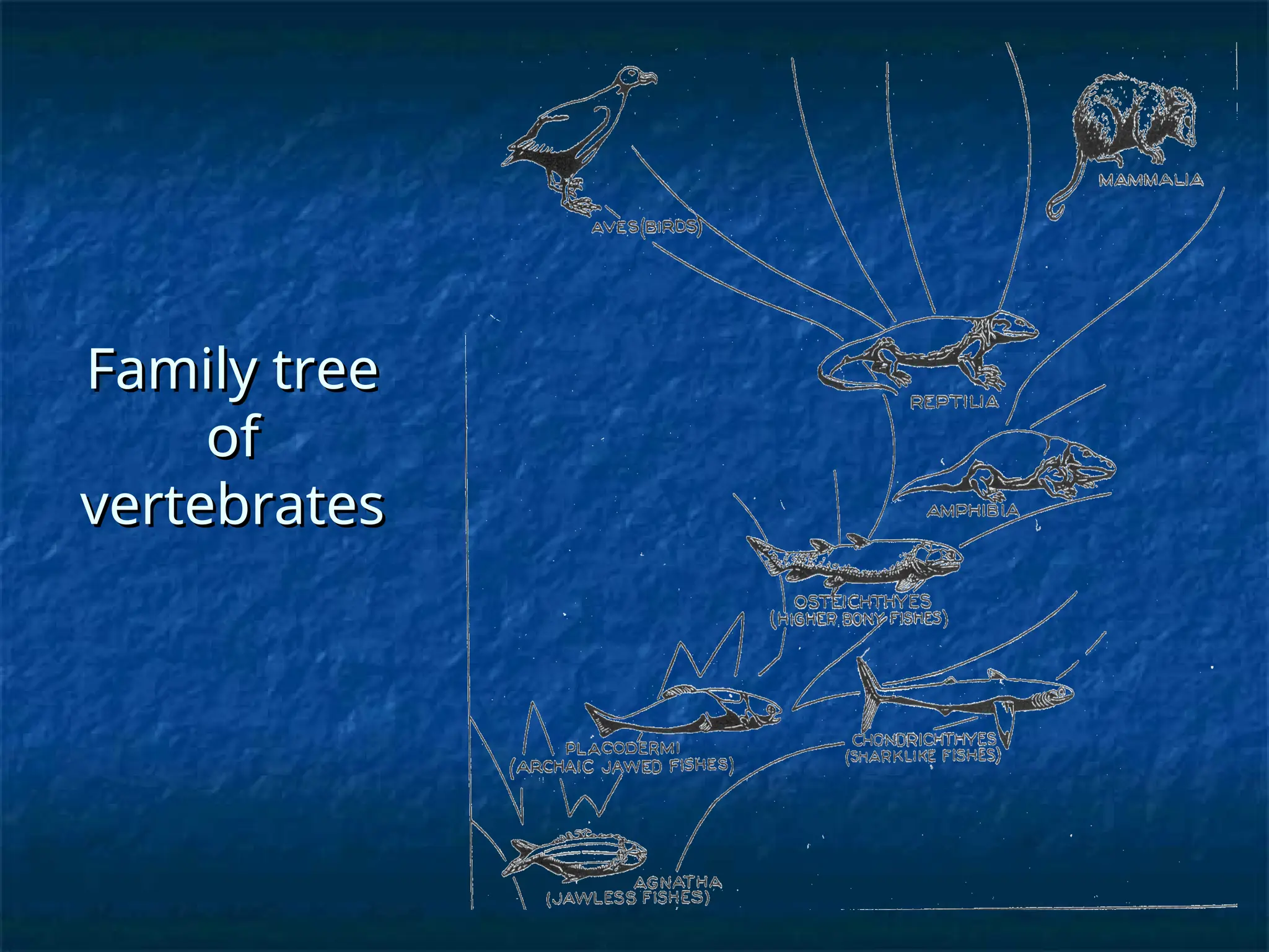 Family tree
Family tree
of
of
vertebrates
vertebrates
 
