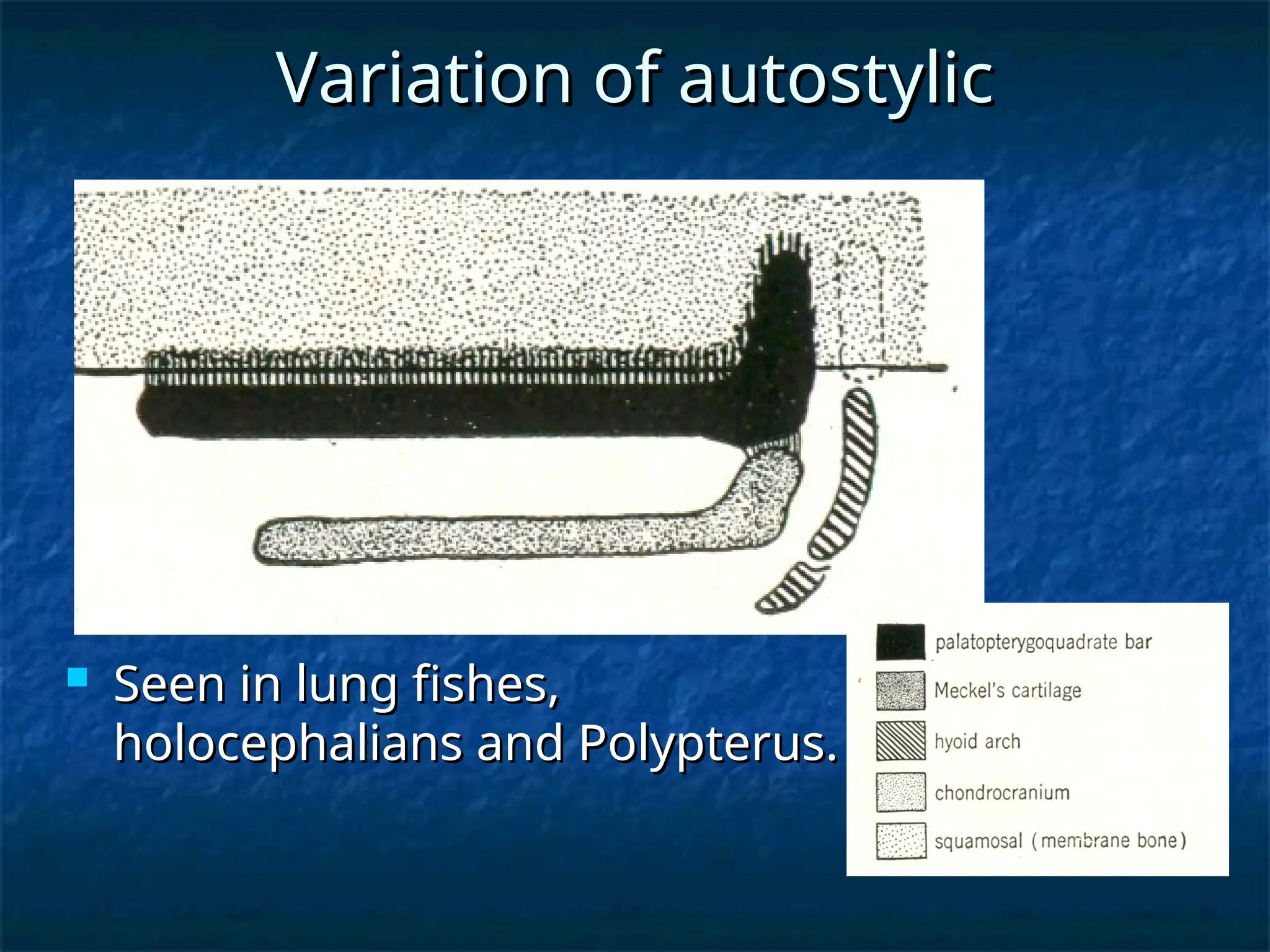 Variation of autostylic
Variation of autostylic
 Seen in lung fishes,
Seen in lung fishes,
holocephalians and Polypterus.
holocephalians and Polypterus.
 