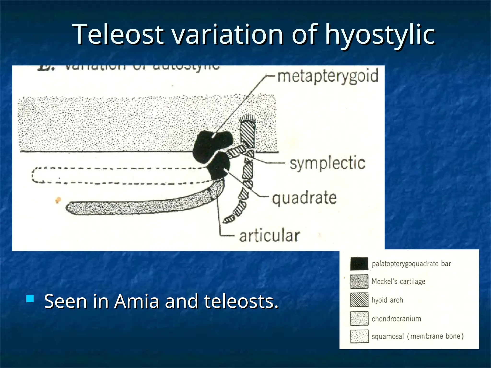 Teleost variation of hyostylic
Teleost variation of hyostylic
 Seen in Amia and teleosts.
Seen in Amia and teleosts.
 