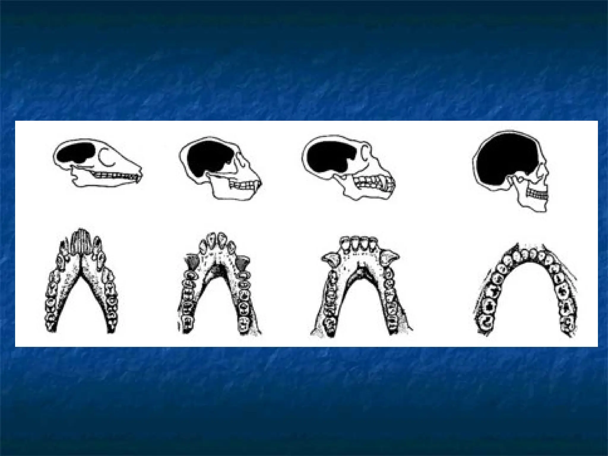 Evolution & development of Mandibles.ppt