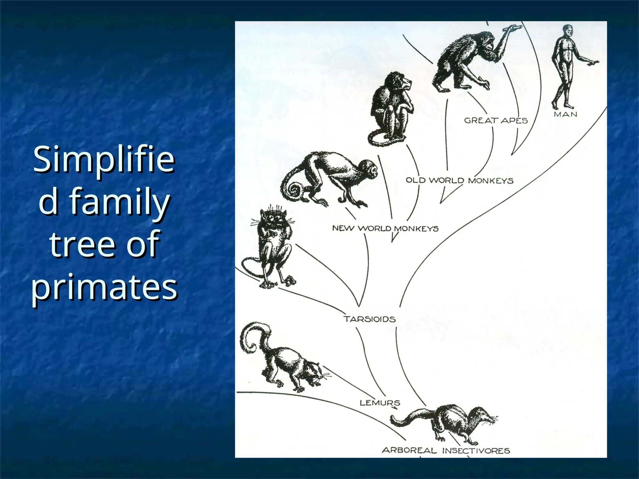 Simplifie
Simplifie
d family
d family
tree of
tree of
primates
primates
 