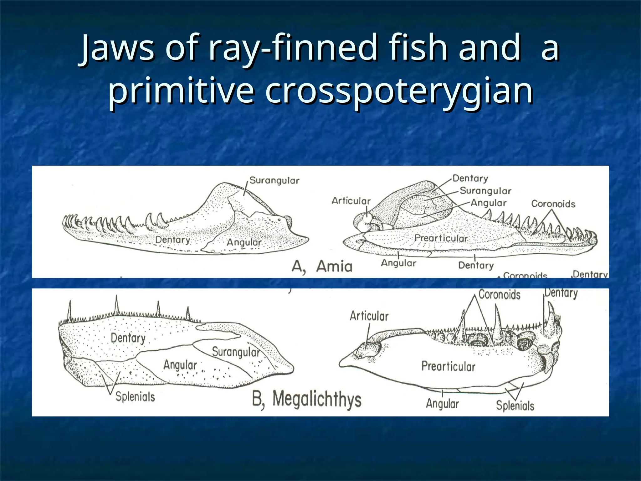 Jaws of ray-finned fish and a
Jaws of ray-finned fish and a
primitive crosspoterygian
primitive crosspoterygian
 