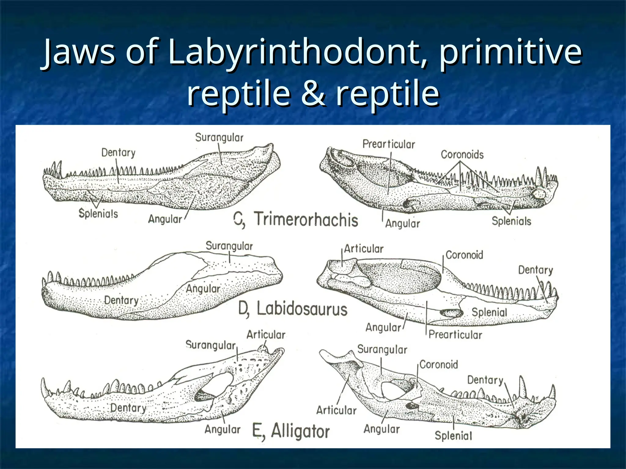 Jaws of Labyrinthodont, primitive
Jaws of Labyrinthodont, primitive
reptile & reptile
reptile & reptile
 