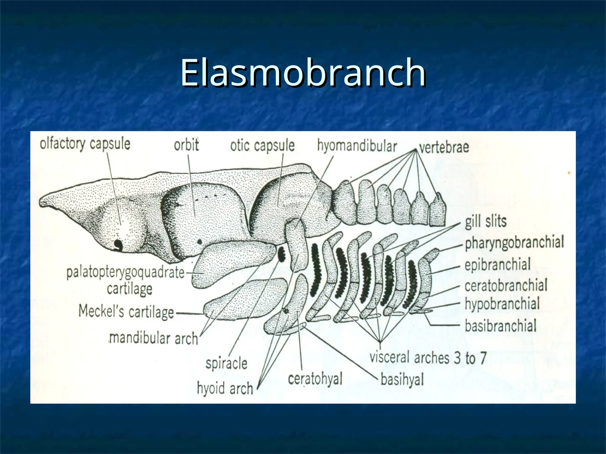 Elasmobranch
Elasmobranch
 