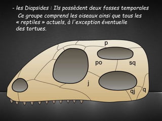 - les Diapsides : Ils possèdent deux fosses temporales
Ce groupe comprend les oiseaux ainsi que tous les
« reptiles » actuels, à l'exception éventuelle
des tortues.
 