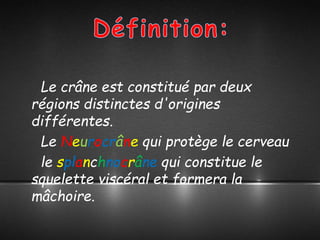 Le crâne est constitué par deux
régions distinctes d'origines
différentes.
Le Neurocrâne qui protège le cerveau
le splanchnocrâne qui constitue le
squelette viscéral et formera la
mâchoire.
 