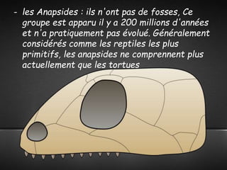 - les Anapsides : ils n'ont pas de fosses, Ce
groupe est apparu il y a 200 millions d'années
et n'a pratiquement pas évolué. Généralement
considérés comme les reptiles les plus
primitifs, les anapsides ne comprennent plus
actuellement que les tortues
 