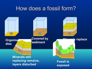 How does a fossil form?

Organism
dies

Covered by
sediment

Minerals still
replacing remains,
layers disturbed

Minerals replace
remains

Fossil is
exposed

 