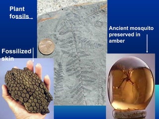 Plant
fossils
Ancient mosquito
preserved in
amber

Fossilized
skin

 