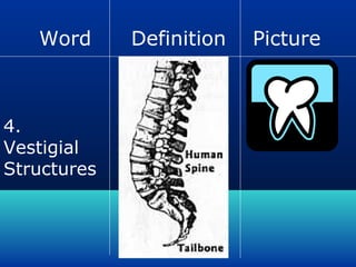 Word

4.
Vestigial
Structures

Definition

A body
structure that is
no longer used
and is used as
evidence for
evolution

Picture

 