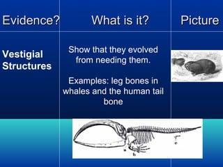 Evidence?
Vestigial
Structures

What is it?
Show that they evolved
from needing them.
Examples: leg bones in
whales and the human tail
bone

Picture

 
