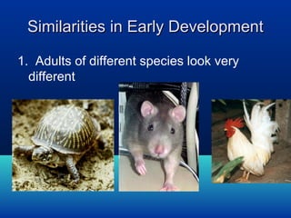 Similarities in Early Development
1. Adults of different species look very
different

 