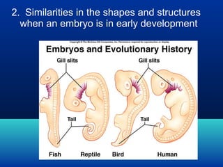 2. Similarities in the shapes and structures
when an embryo is in early development

 