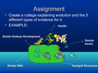 Assignment
• Create a collage explaining evolution and the 5
different types of evidence for it.
• EXAMPLE:
fossils
Similar Embryo Development
Similar
bones

Similar DNA

Vestigial Structures

 