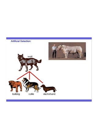 Evolution flowchart | PDF