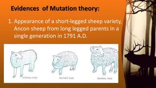 Evidences of Mutation theory:
1. Appearance of a short‐legged sheep variety,
Ancon sheep from long legged parents in a
single generation in 1791 A.D.
 