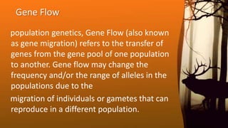 population genetics, Gene Flow (also known
as gene migration) refers to the transfer of
genes from the gene pool of one population
to another. Gene flow may change the
frequency and/or the range of alleles in the
populations due to the
migration of individuals or gametes that can
reproduce in a different population.
Gene Flow
 