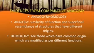 EVIDENCES FROM COMPARATIVE ANATOMY
• ANALOGY&HOMOLOGY
• ANALOGY: similarity of function and superficial
resemblance of structures that have different
origins.
• HOMOLOGY :Are those which have common origin.
which are modified as per different functions.
 