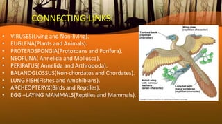 CONNECTING LINKS
• VIRUSES(Living and Non-living).
• EUGLENA(Plants and Animals).
• PROTEROSPONGIA(Protozoans and Porifera).
• NEOPLINA( Annelida and Mollusca).
• PERIPATUS( Annelida and Arthropoda).
• BALANOGLOSSUS(Non-chordates and Chordates).
• LUNG FISH(Fishes and Amphibians).
• ARCHEOPTERYX(Birds and Reptiles).
• EGG –LAYING MAMMALS(Reptiles and Mammals).
 
