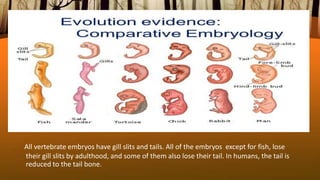 All vertebrate embryos have gill slits and tails. All of the embryos except for fish, lose
their gill slits by adulthood, and some of them also lose their tail. In humans, the tail is
reduced to the tail bone.
 