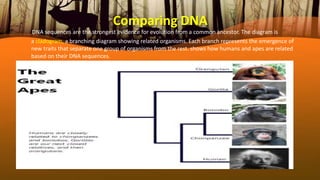 Comparing DNA
DNA sequences are the strongest evidence for evolution from a common ancestor. The diagram is
a cladogram, a branching diagram showing related organisms. Each branch represents the emergence of
new traits that separate one group of organisms from the rest. shows how humans and apes are related
based on their DNA sequences.
 