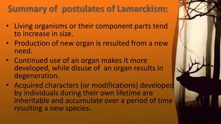 Summary of postulates of Lamarckism:
• Living organisms or their component parts tend
to increase in size.
• Production of new organ is resulted from a new
need.
• Continued use of an organ makes it more
developed, while disuse of an organ results in
degeneration.
• Acquired characters (or modifications) developed
by individuals during their own lifetime are
inheritable and accumulate over a period of time
resulting a new species.
 