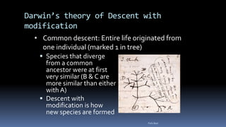 Darwin’s theory of Descent with
modification
 Species that diverge
from a common
ancestor were at first
very similar (B & C are
more similar than either
with A)
 Descent with
modification is how
new species are formed
Felix Bast
• Common descent: Entire life originated from
one individual (marked 1 in tree)
 