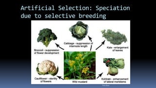 Artificial Selection: Speciation
due to selective breeding
Felix Bast
 