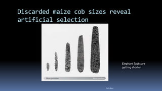 Discarded maize cob sizes reveal
artificial selection
ElephantTusks are
getting shorter
Felix Bast
 