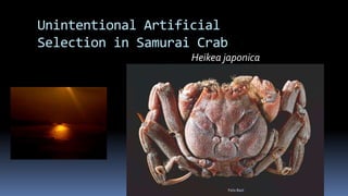 Unintentional Artificial
Selection in Samurai Crab
Heikea japonica
Felix Bast
 