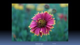 Quid pro quo Felix Bast
 