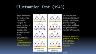 Fluctuation Test (1943)
(A) If mutations
are induced by
the media,
roughly the
same number of
mutants are
expected to
appear on each
plate.
Should follow
Poisson
Distribution with
Mean=Variance
(B) If mutations
arise spontaneously
during cell divisions
prior to plating,
each plate will have
a highly variable
number of mutants.
Variance was much
greater than mean,
did not follow
Poisson. Non-
Random
Felix Bast
 