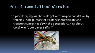 Sexual cannibalism/ Altruism
 Spider/praying mantis male gets eaten upon copulation by
females…sole purpose of its life was to copulate and
transmit own genes down the generation…how about
ours? Aren't our genes selfish?
Felix Bast
 
