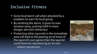 Inclusive Fitness
 Gives loud alarm call when attacked by a
predator to warn its local group
 By emitting the alarm, it gives its own
location away, putting itself in more
danger, altruistic behaviour
 Protecting other squirrels in the immediate
area will lead to the passing on of more of
the squirrel’s own genes than the squirrel
could leave by reproducing on its own
 -Indirect reproduction
Felix Bast
 