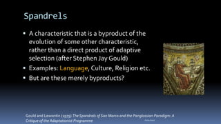 Spandrels
 A characteristic that is a byproduct of the
evolution of some other characteristic,
rather than a direct product of adaptive
selection (after Stephen Jay Gould)
 Examples: Language, Culture, Religion etc.
 But are these merely byproducts?
Felix Bast
Gould and Lewontin (1979) The Spandrels of San Marco and the Panglossian Paradigm: A
Critique of the Adaptationist Programme
 