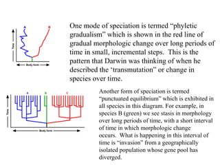 One mode of speciation is termed “phyletic
gradualism” which is shown in the red line of
gradual morphologic change over long periods of
time in small, incremental steps. This is the
pattern that Darwin was thinking of when he
described the ‘transmutation” or change in
species over time.
Another form of speciation is termed
“punctuated equilibrium” which is exhibited in
all species in this diagram. For example, in
species B (green) we see stasis in morphology
over long periods of time, with a short interval
of time in which morphologic change
occurs. What is happening in this interval of
time is “invasion” from a geographically
isolated population whose gene pool has
diverged.
 