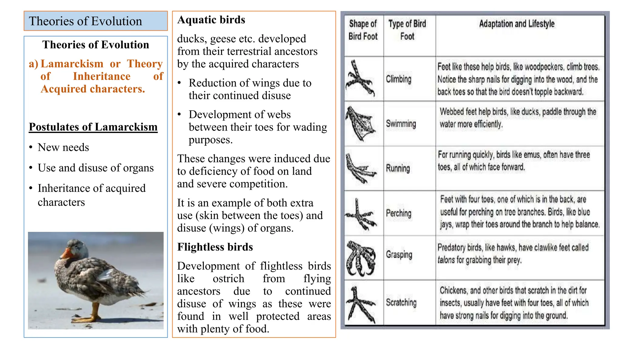Evolution (Lecture 2) a concept in biology.pptx