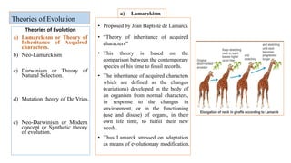 Theories of Evolution
• Proposed by Jean Baptiste de Lamarck
• “Theory of inheritance of acquired
characters”
• This theory is based on the
comparison between the contemporary
species of his time to fossil records.
• The inheritance of acquired characters
which are defined as the changes
(variations) developed in the body of
an organism from normal characters,
in response to the changes in
environment, or in the functioning
(use and disuse) of organs, in their
own life time, to fulfill their new
needs.
• Thus Lamarck stressed on adaptation
as means of evolutionary modification.
Theories of Evolution
a) Lamarckism or Theory of
Inheritance of Acquired
characters.
b) Neo-Lamarckism
c) Darwinism or Theory of
Natural Selection.
d) Mutation theory of De Vries.
e) Neo-Darwinism or Modern
concept or Synthetic theory
of evolution.
a) Lamarckism
 