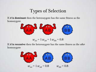 Types of Selection
If A is dominant then the heterozygote has the same fitness as the
homozygote




                       wAA = 1 wAB = 1 wBB = 0.8
If A is recessive then the heterozygote has the same fitness as the other
homozygote




                   wAA = 1 wAB = 0.8          wBB = 0.8
 