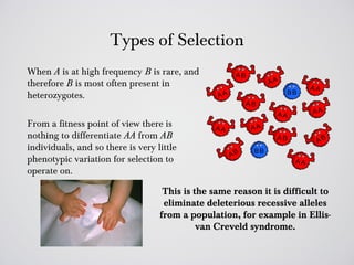 Types of Selection
When A is at high frequency B is rare, and
therefore B is most often present in
heterozygotes.

From a fitness point of view there is
nothing to differentiate AA from AB
individuals, and so there is very little
phenotypic variation for selection to
operate on.

                                    This is the same reason it is difficult to
                                    eliminate deleterious recessive alleles
                                   from a population, for example in Ellis-
                                             van Creveld syndrome.
 