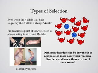 Types of Selection
Even when the A allele is at high
frequency the B allele is always ‘visible’

From a fitness point of view selection is
always acting to drive out B alleles




                                  Dominant disorders can be driven out of
                                  a population more easily than recessive
                                   disorders, and hence there are less of
                                               them around.

        Marfan syndrome
 