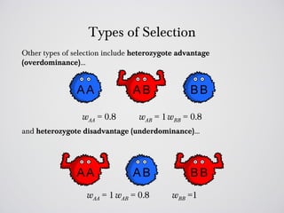 Types of Selection
Other types of selection include heterozygote advantage
(overdominance)…




                 wAA = 0.8        wAB = 1 wBB = 0.8
and heterozygote disadvantage (underdominance)…




                   wAA = 1 wAB = 0.8       wBB =1
 