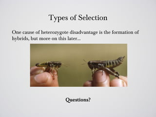 Types of Selection
One cause of heterozygote disadvantage is the formation of
hybrids, but more on this later…




                        Questions?
 